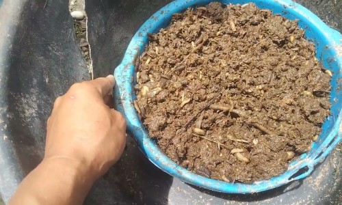二仙颗粒男人能吃吗有效果吗-二仙颗粒的成分,中国二仙颗粒网站
